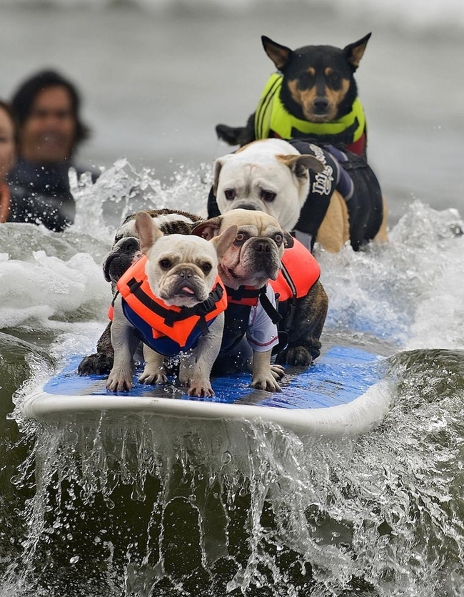 That 2nd dog looks horrified.