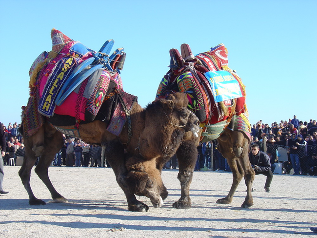 6.) Camel wrestling: Like toe wrestling, but definitely smellier.