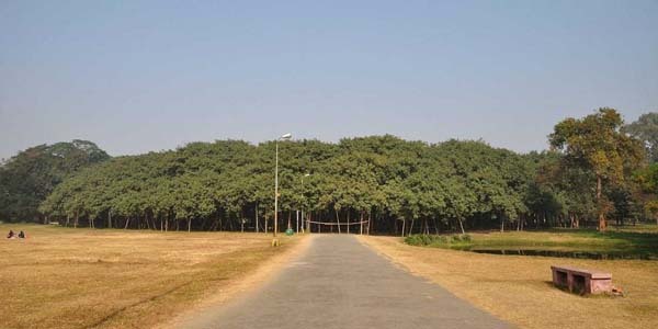 This may look like a forest, but it's just one tree.