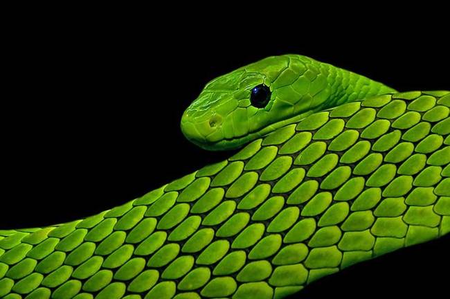 Green Mamba