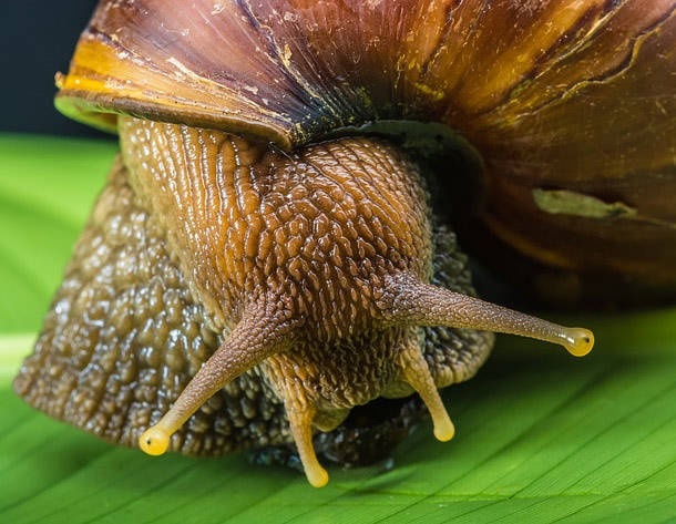 Giant African Land Snail