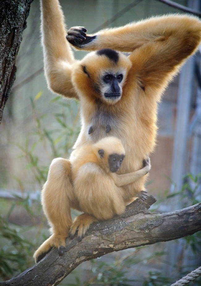 This mother gibbon's beautiful strawberry blond hair was passed on to her baby.