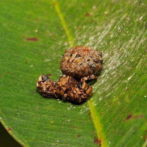 Nah, that's not poop. It's a spider.