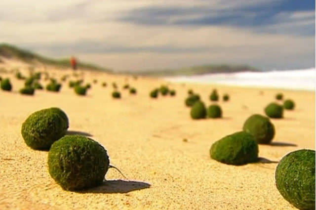 Marimo typically grow on rocks, but sometimes waves knock them off of the hard surface.