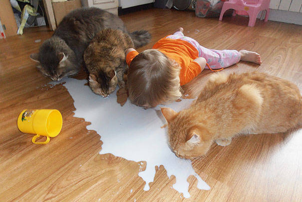 The cats are showing her why you don't need to cry over spilled milk.