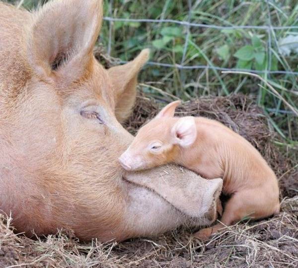 They're exactly the same, except the little piglet is only the size of her mom's nose!