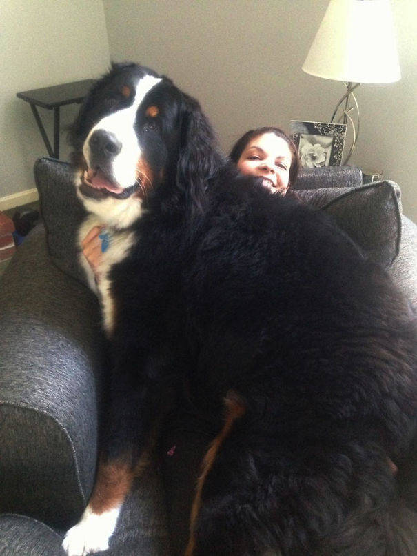 "This is Lincoln, and he's bigger than my wife."