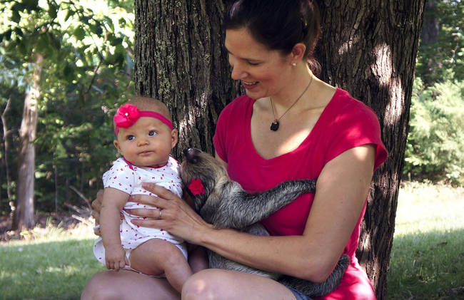 Three's company: Daisy the sloth, baby Alia, and her mother Julia sitting beneath the shade of a tree.