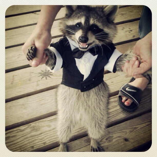 20.) Because of their natural color, raccoons look real good in tuxes.