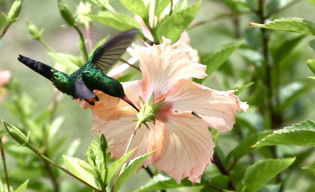 30.) Humming birds can fly backwards. They're the only birds who can do this.