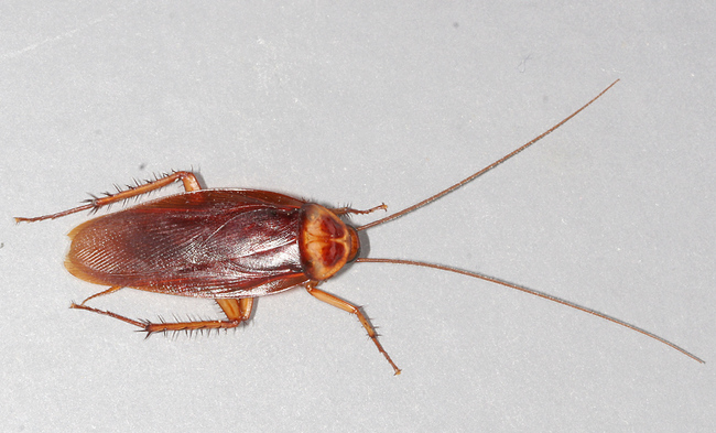 5. Cockroaches - Would likely outlive you in a nuclear war, transmits pathogens.