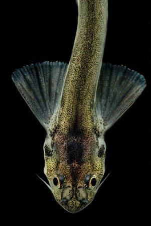 The Amazonian candiru fish has been known to swim up urine streams, using their barbs to attach itself inside the urethra. Terrifying.