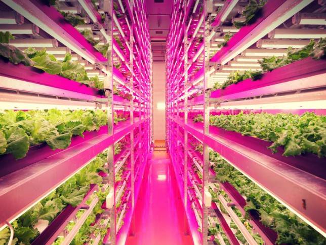 The giant indoor farm is climate controlled, and makes use of specially designed LED lights which maximize plant growth.