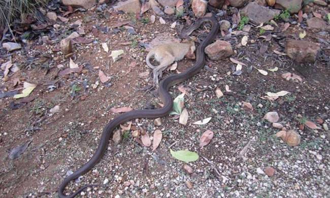 The olive python can grow up to 13 feet in length. It is the second largest snake species in Australia.