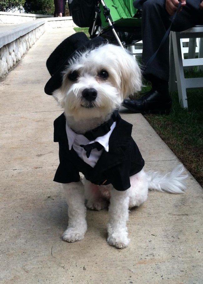 Hats are making a comeback at weddings.