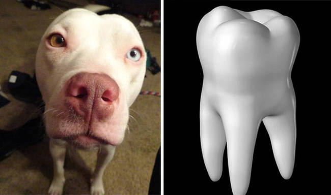 5.) Pitbull looks like a tooth
