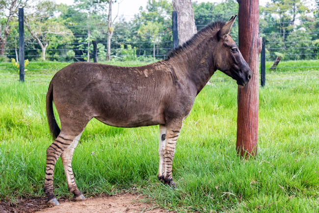 Zonkey