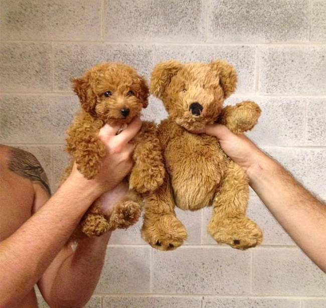 12.) Puppy looks like teddy bear