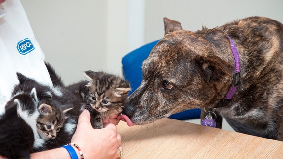 7.) Meg: After being rescued herself from cruelty that led the sweet girl to lose her leg, the RSPCA sheltering her noticed she would often stare up at the ceiling and whine. When they investigated, they discovered five kittens.