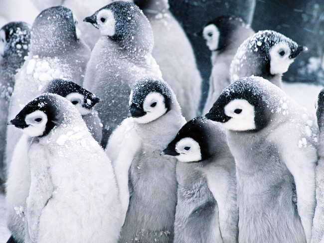 3.) A rookery of penguins.