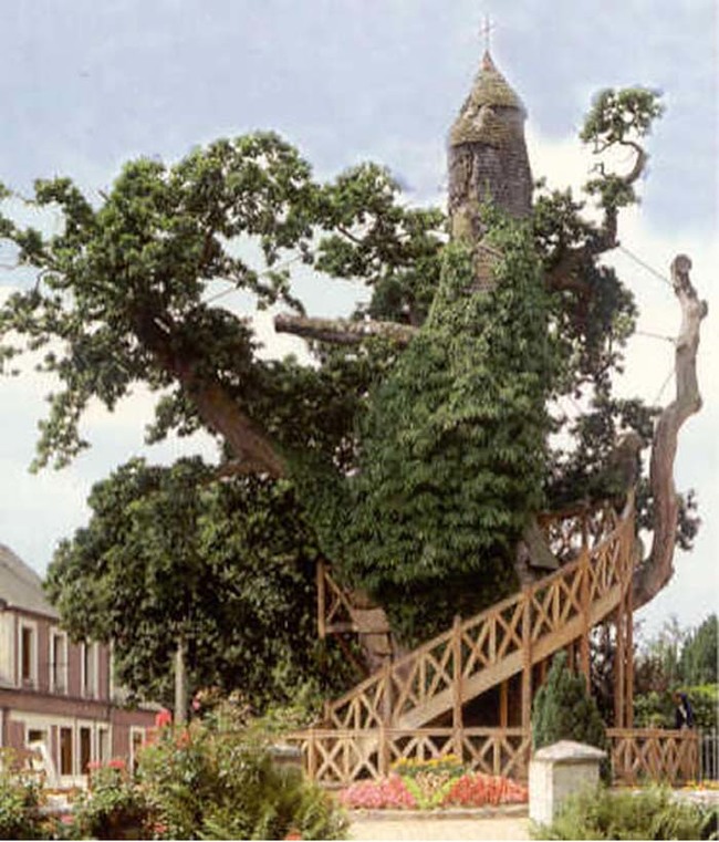 The Chapel Oak of Allouville-Bellefosse has grown straight through a church.