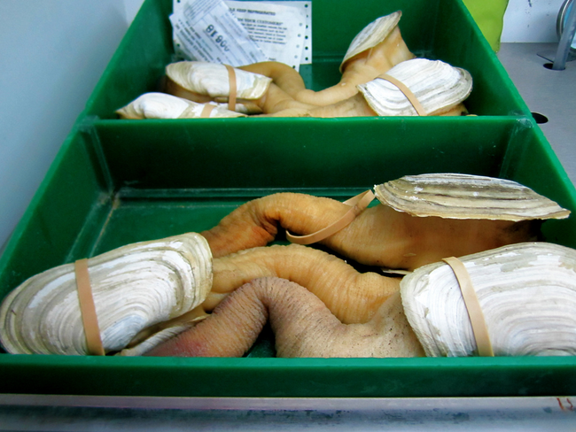 Geoduck