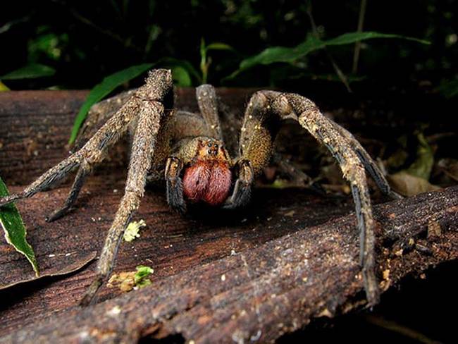 1.) It's the most venomous spider in the world.