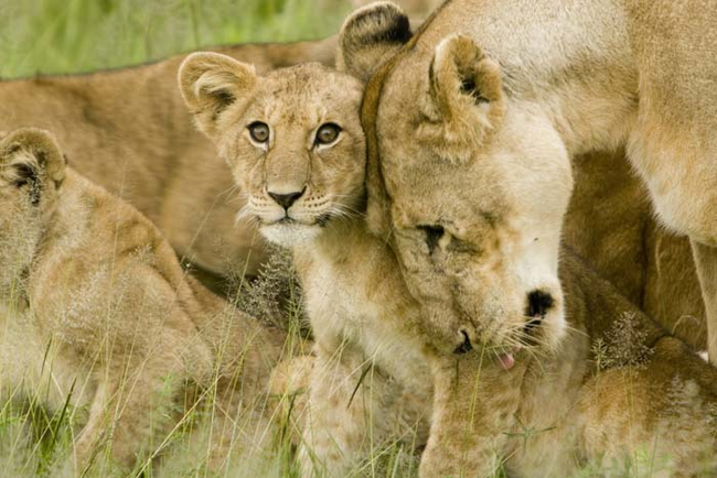 22.) Until her cubs are old enough to join the pride, a lioness will hide them in the dense brush from other lions.