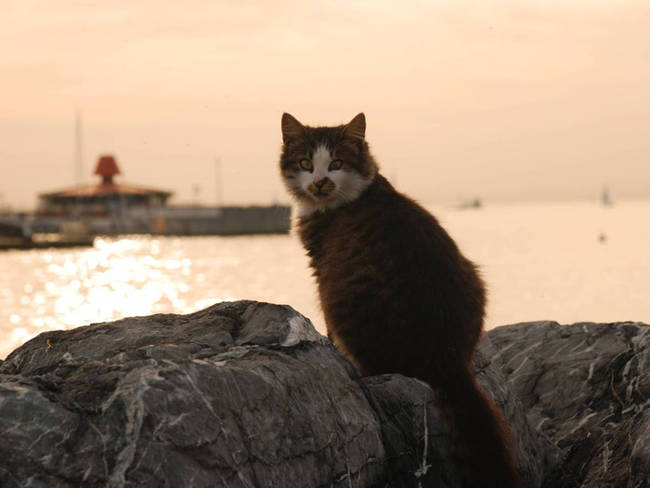 17.) Looking darling in the Dardanelles.