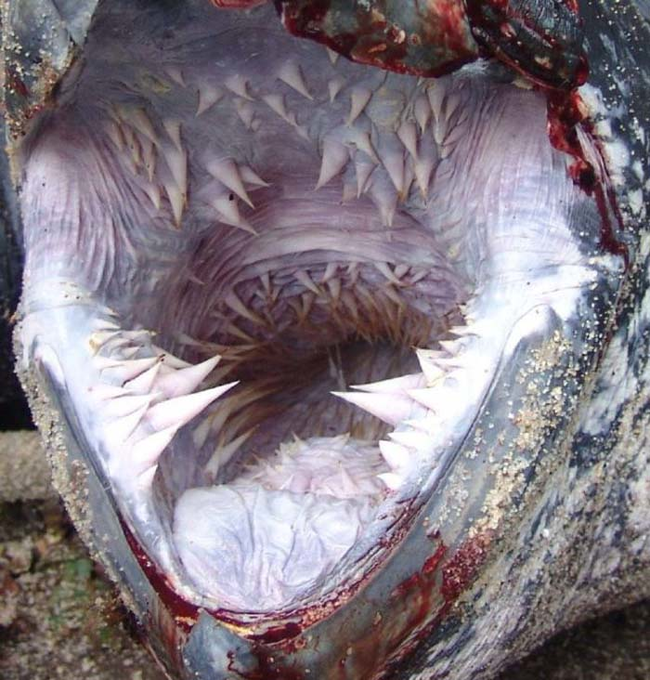 "Now say ahhh." This what the inside of the leatherback turtle's mouth looks like. Yeah I'm scared too.