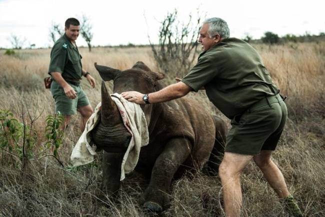 Transporting the hefty animals is no easy task, with each animal weighing over a tonne.