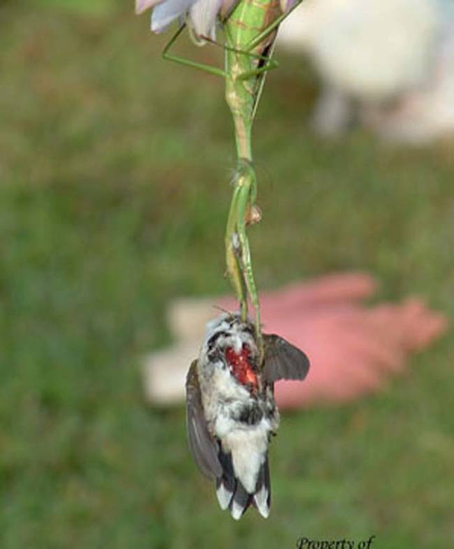 Mantids are also incapable of eating the entire hummingbird. If  they are able to successfully catch and kill a hummingbird, they'll eat their fill, and leave the rest of the body there to rot.