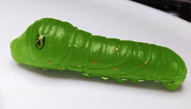 A scrumptious caterpillar.