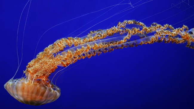 5. Sea Nettle (Chrysaora)