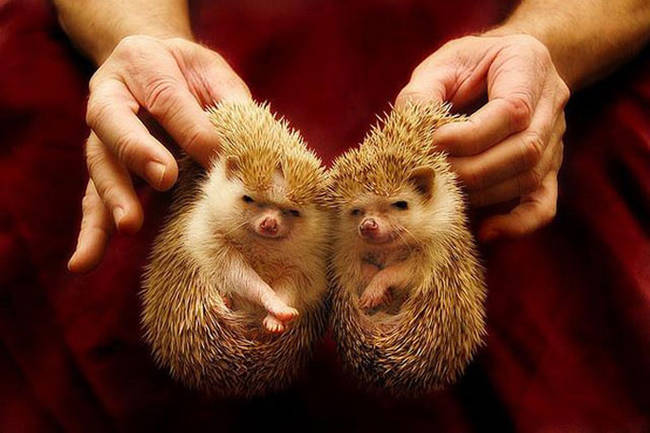 11.) Happy hedgehog buddies.