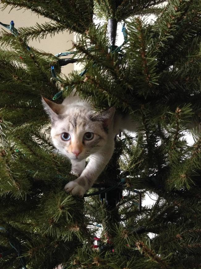 "No, this isn't a Christmas tree. This is a jungle tree and I am a panther."