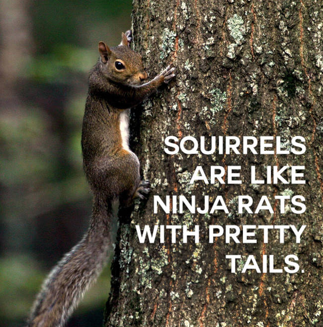 4.) So...Splinter was a squirrel?