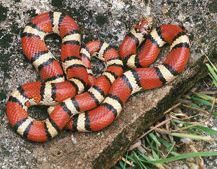 Milk snakes get a bad rep mainly because they closely resemble the very poisonous coral snake. They are actually completely venom free. To tell the difference between the two, just remember, "Red next to black is a friend of Jack; red next to yellow will kill a fellow."