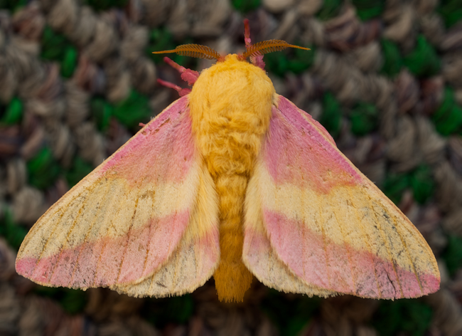 27.) Rosy Maple Moth