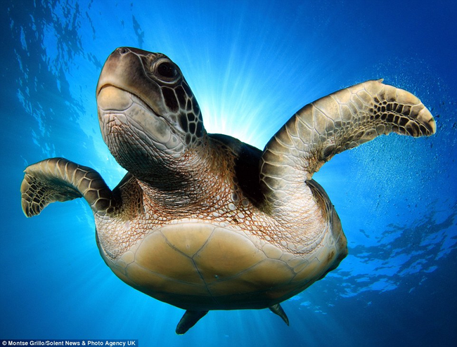 Younger green turtles, however, will eat invertebrates such as crabs, jellyfish and sponges