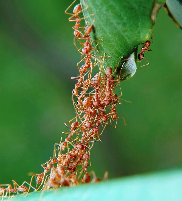 23.) Ants are capable of a wide range of moves, such as jumping, gliding, or rafting. Some species are notable for their ability to form living chains to bridge water or vegetation.