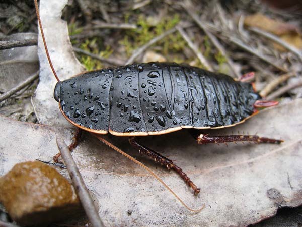 18.) Cockroaches: These guys are extremely common… and can carry 33 types of bacteria, 6 kinds of parasites and 7 pathogens. They can go 45 minutes without breathing, live a month without food and they will eat hair, toenails, eyelashes and eyebrows.