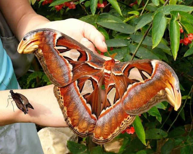 Keep this enormous moth away from your sweaters.