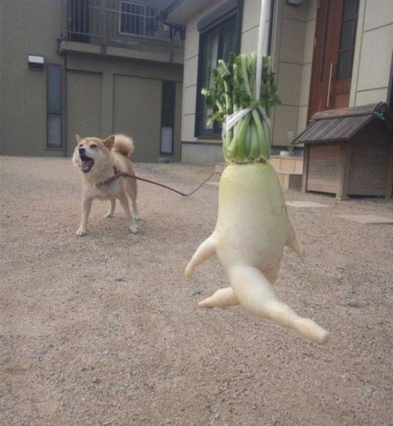 14. Run radish...RUN!