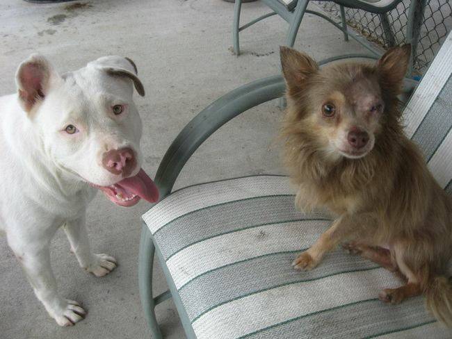 Joanie and Chachi, two abandoned dogs who <a href="https://www.viralnova.com/joanie-loves-chachi/" target="_blank">never left each other's side</a>.