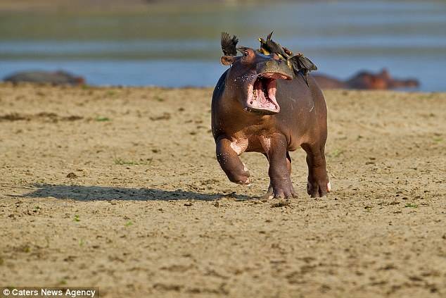 Hippos and birds normally have a mutually beneficial relationship. The birds help free hippos of ticks and other parasites by feeding on them.