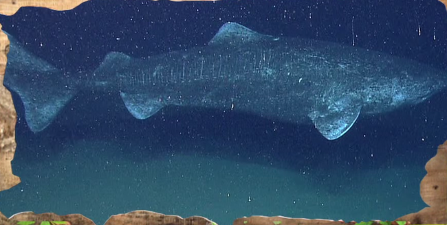 Greenland Sharks