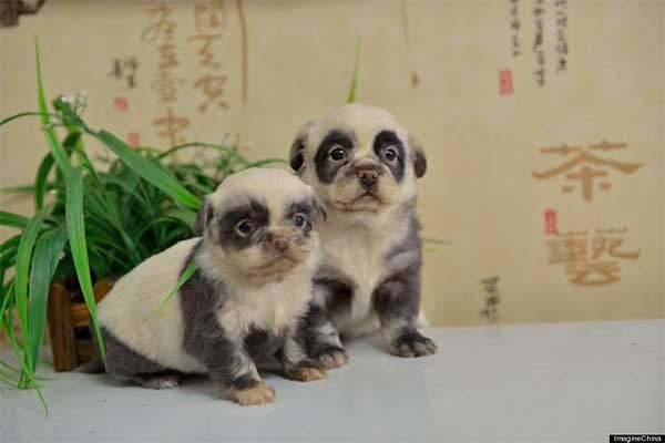 These little panda puppies are bred in Japan. They are that cute, yes.