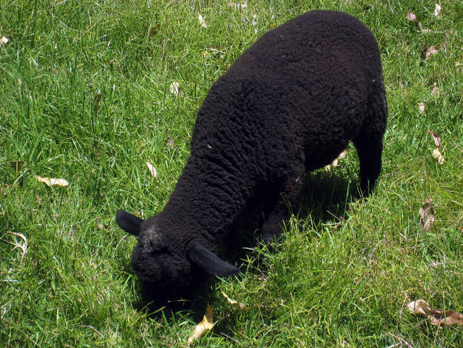 Baa-baa Black Sheep - This sweet nursery rhyme is usually heard with the line "and one for the little boy who lives down the lane," but apparently the line used to go "and none for the little boy who cries down the lane." This rhyme is actually about how taxes were split in the 13th century between the crown, the farmers, and the church. The shepherd boy was not given anything.