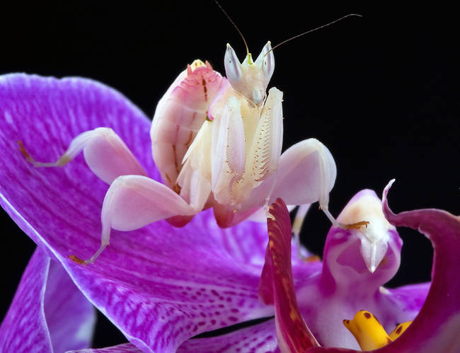 This praying mantis is cleverly disguised as part of this flower.